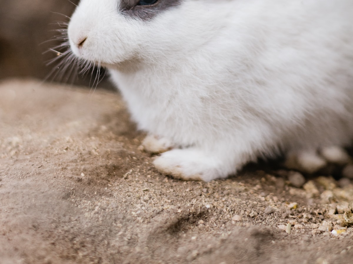 白いうさぎの横顔